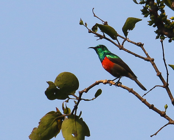 Ludwig's Double-collared Sunbird....an Angolan endemic.