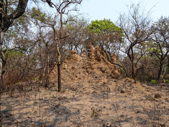The termite mounds  always survive  the fires......