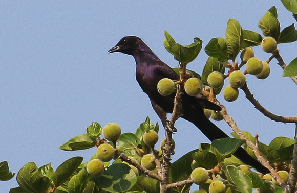 Meves's Long-tailed Glossy Starling....