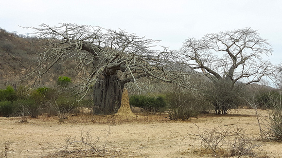 I never tired  of  photographing these  Baobabs !