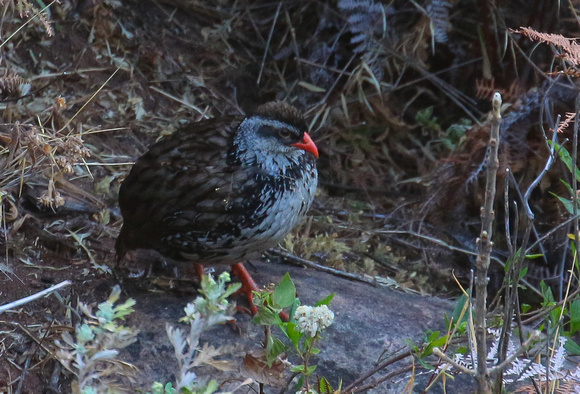 Swierstra's Francolin....endangered and an Angolan endemic.