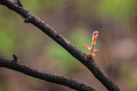New  growth after the fire.
