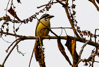 Yellow-rumped  Tinkerbird