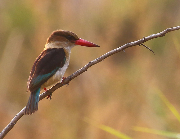 Brown-hooded  Kingfisher
