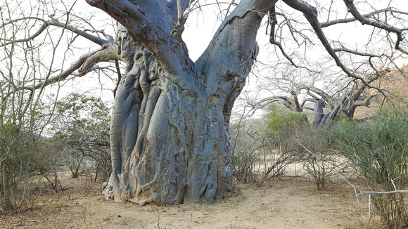 African Baobab  (Adansonia digitata)......