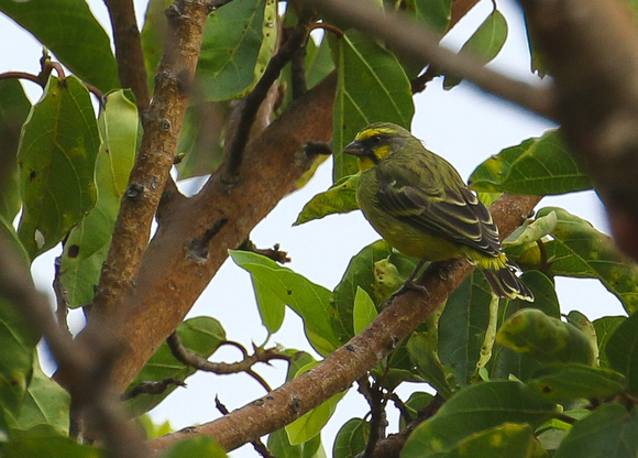 Yellow-fronted  Canary....