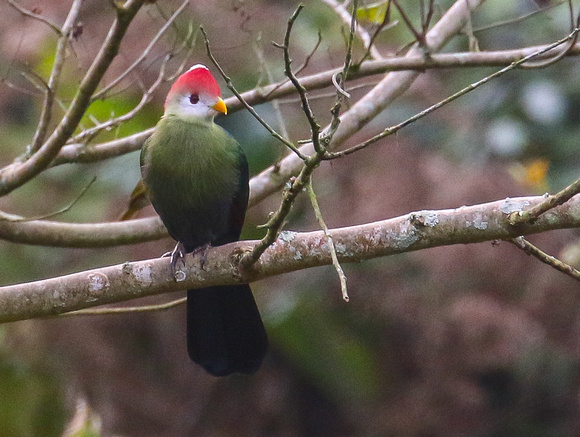 Red-crested Turaco....