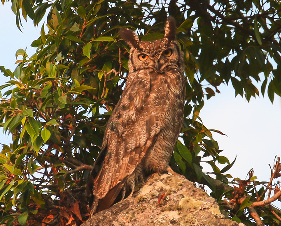 Spotted Eagle-owl at roost