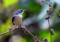 Buff-throated  Apalis ( endemic  subspecies angolensis )