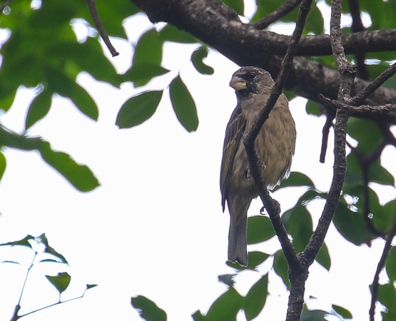 The appropriately named Thick-billed  Seedeater.