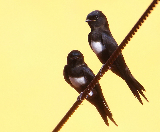 White-banded Swallows.