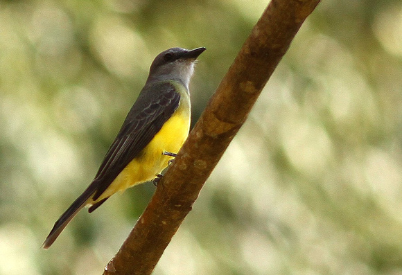 The ubiquitous Tropical Kingbird.
