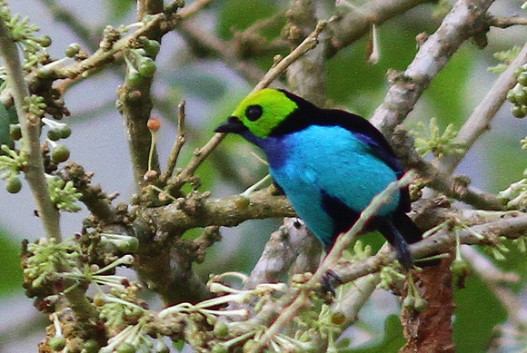 Paradise Tanager.