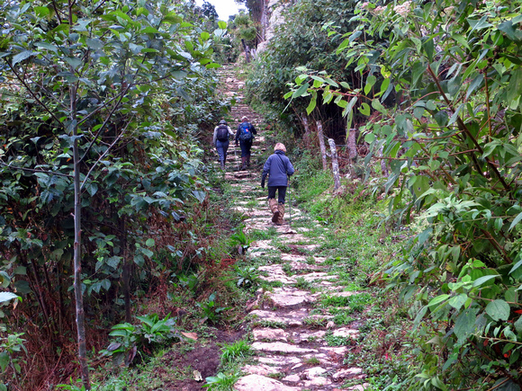 This mule trail climbed  500m to 2500m for the Pale-billed  Antpitta  site
