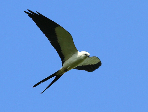 Swallow-tailed Kite.