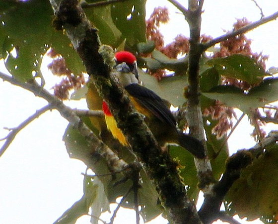 This was our  target....the Scarlet-banded  Barbet.