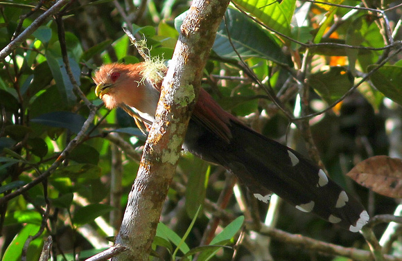 Squirrel Cuckoo...seen  frequently.