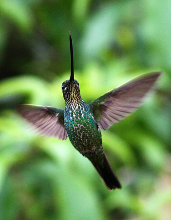 The extraordinary Sword-billed Hummingbird.