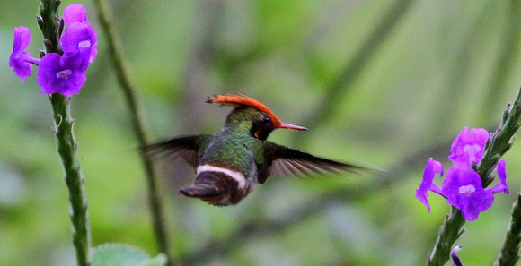 The delightful , and very photogenic, Rufous-crested Coquette.