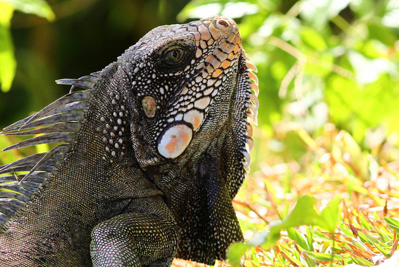 A magnificent Iguana