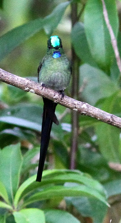 Long-tailed Sylph.