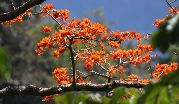 Another Coral Tree.