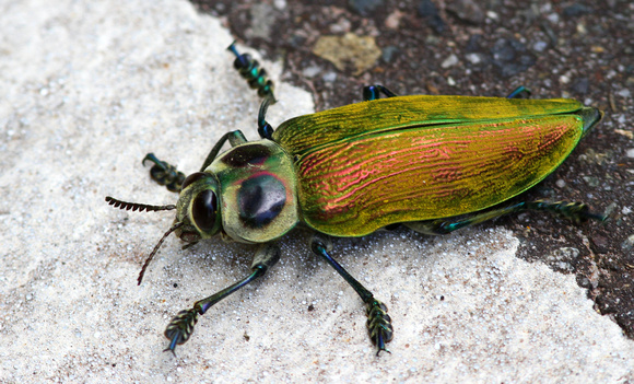 A splendid ( but unidentified ) beetle.