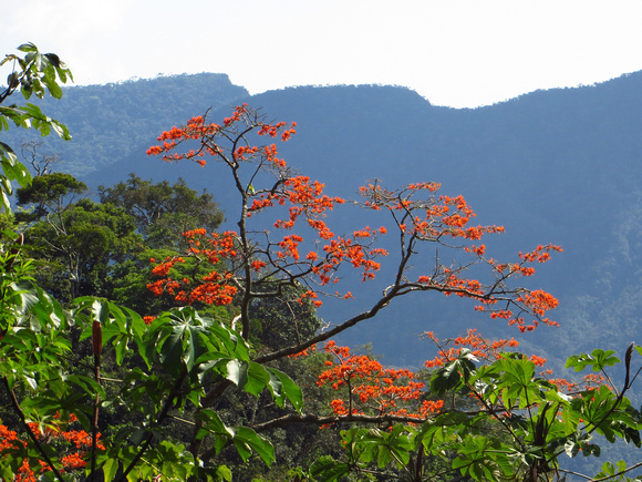 ...including this Coral Tree.