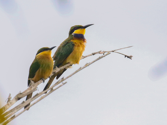 Blue-breasted Bee-eater