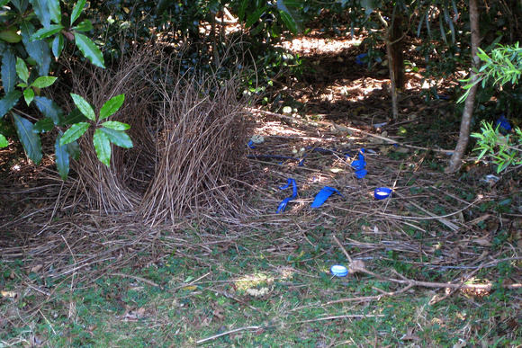 Well, here's the bower..and  blue  is the colour..but where is the Bowerbird?!