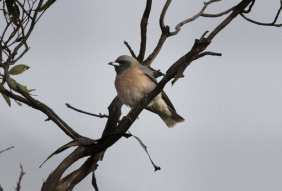 Masked Woodswallow ( possibly hybrid with White-browed Woodswallow ).