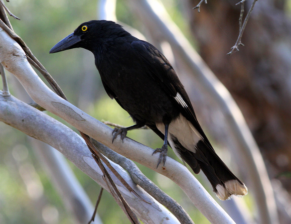 Pied Currawong.