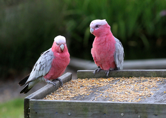 What a  cracking  bird to have on your bird-table..Galahs.