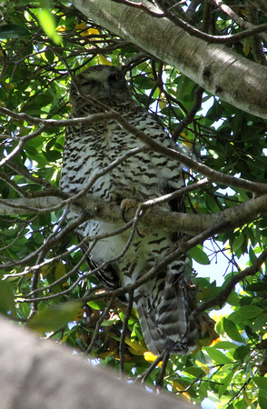 and as a  finale, we  re-found the Powerful Owl in the  Sydney Botanic Gardens...Australia's largest owl.