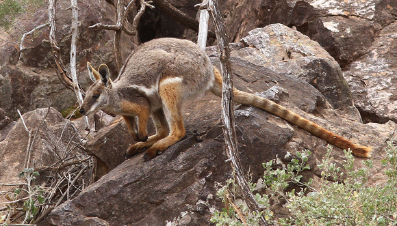Yellow-footed Wallaby.