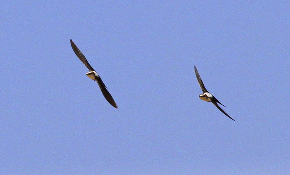 White-backed Swallow