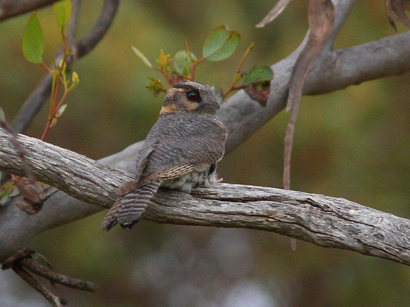 The bizarre  Australian Owlet-nightjar.