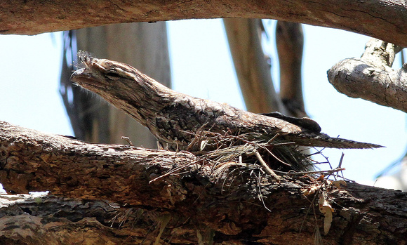 Tawny Frogmouth on nest