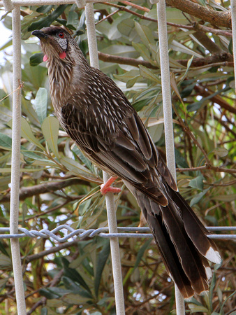 The rather smart Red Wattlebird...a common urban bird.