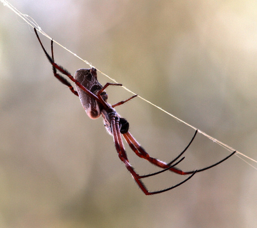 An obliging spider.