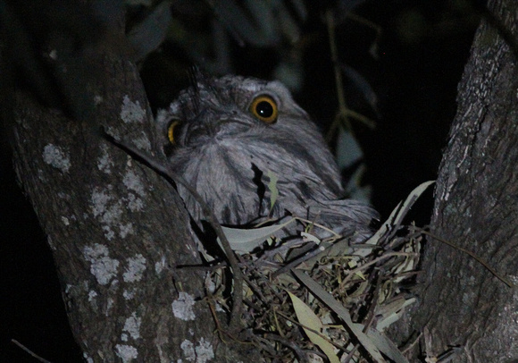 Tawny Frogmouth....male on nest.