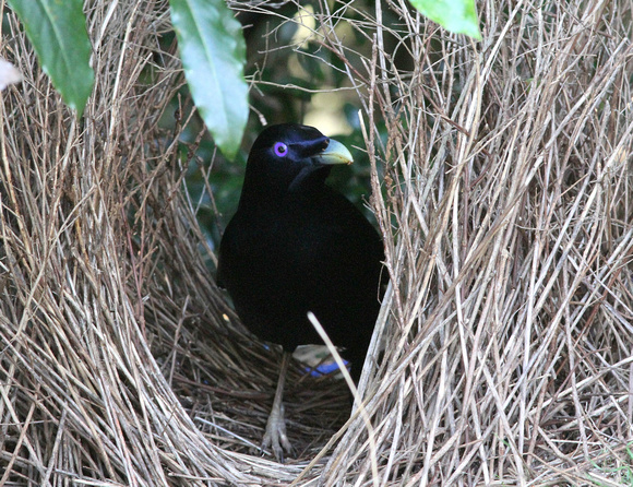 He's back !...male Satin Bowerbird at  his bower.