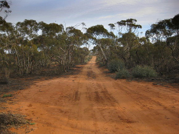 A wonderful red sand road through mallee forest in Hattah - Kulkyne N.P.