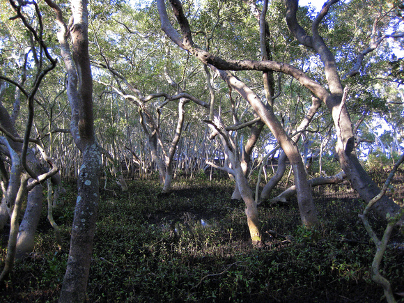 Brisbane Mangroves.