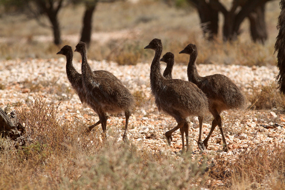 The Emu kids go walk-about....