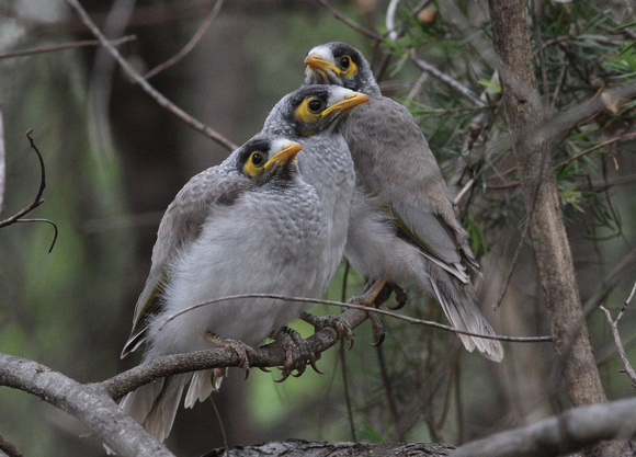 A brood of Noisy Miners.