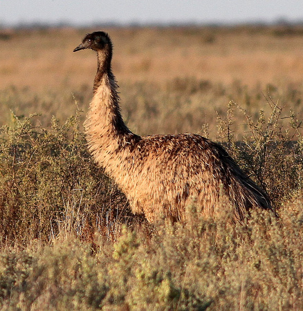 A closer Emu !