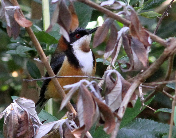 Eastern Spinebill trying to hide.....
