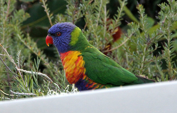Another  stunning  bird-table bird....Rainbow Lorikeet.