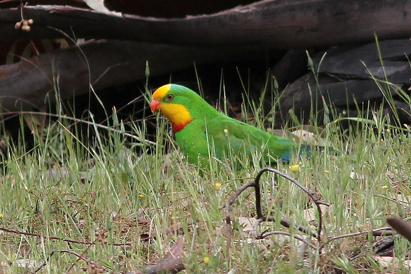 The wonderful, appropriately named Superb Parrot.